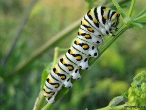 Swallowtail butterfly